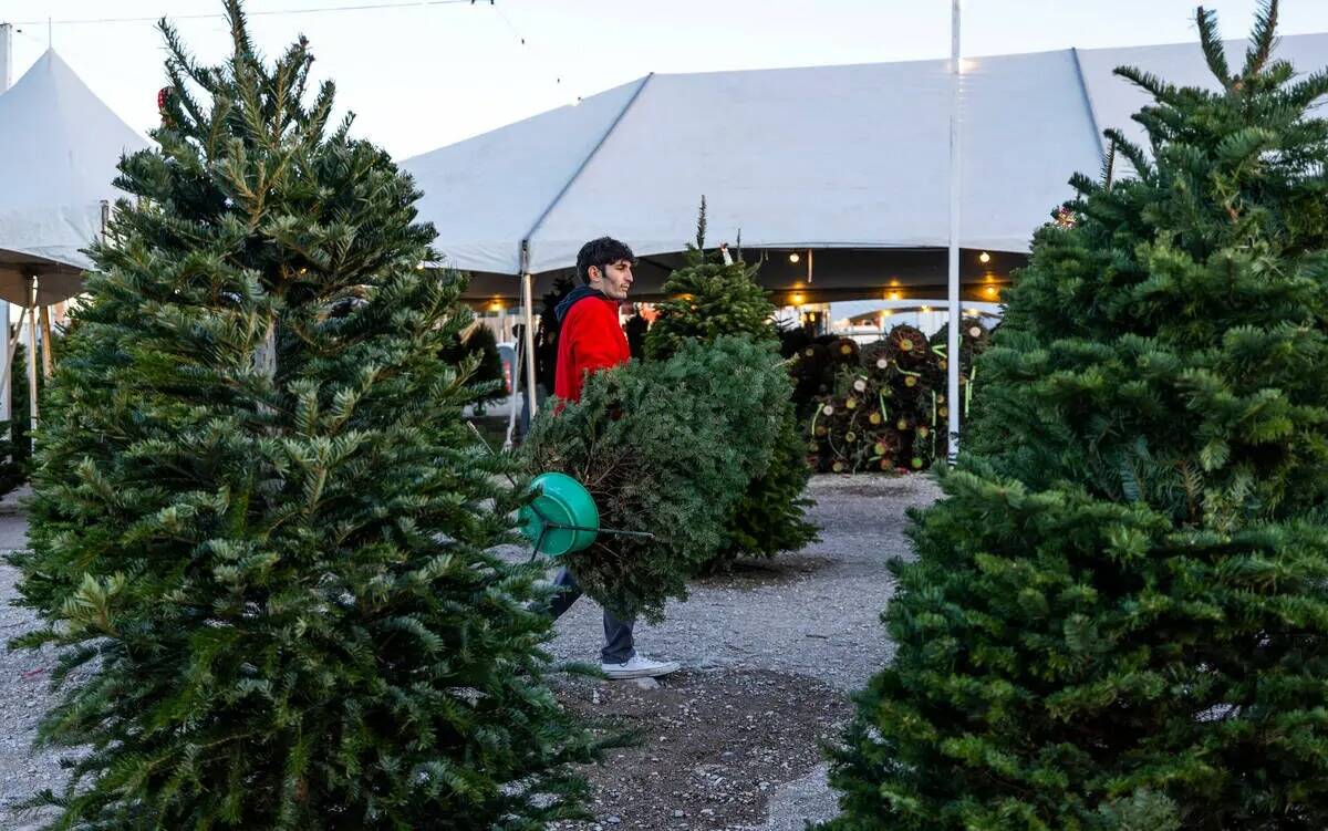 Rocco Gallo lleva un árbol para que un cliente lo prepare y lo compre en Rudolph's Christmas T ...
