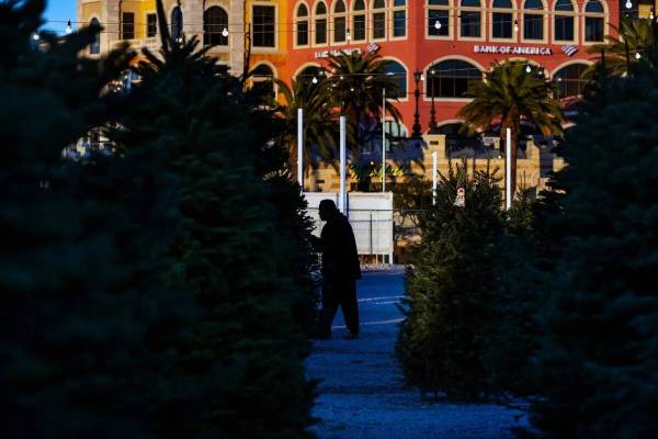 Tavin Winward camina por el terreno en busca del árbol perfecto en Rudolph's Christmas Tress e ...
