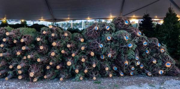 Árboles todavía atados esperan a ser desplegados en Rudolph's Christmas Tress el martes 29 de ...