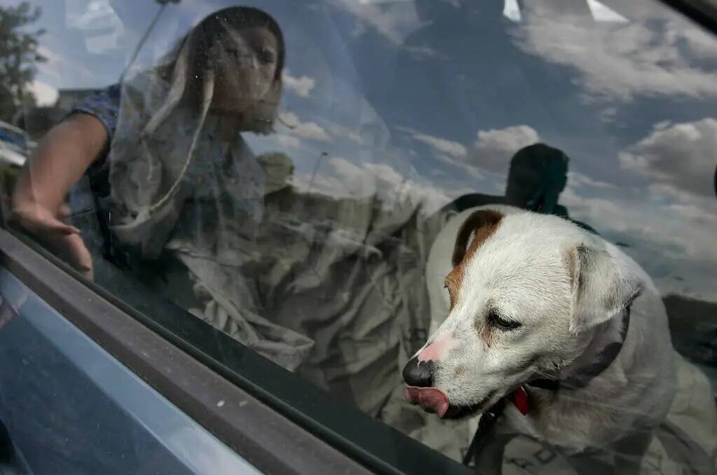 Jack, una mezcla de Jack Russell terrier, espera a su dueña, Maga Zink, que aparece reflejada ...