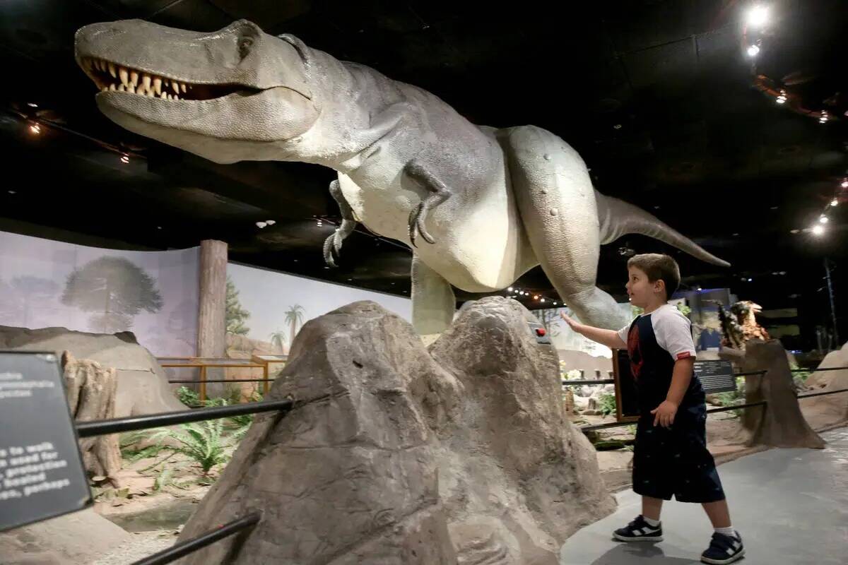 Dylan Steele, de cinco años, de Cibolo, Texas, participa en "Carnivore Crime Scene: Cretaceous ...