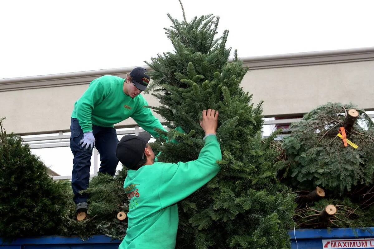 Habrá reciclaje gratuito de árboles de Navidad en más de 30 lugares del valle de Las Vegas. ...