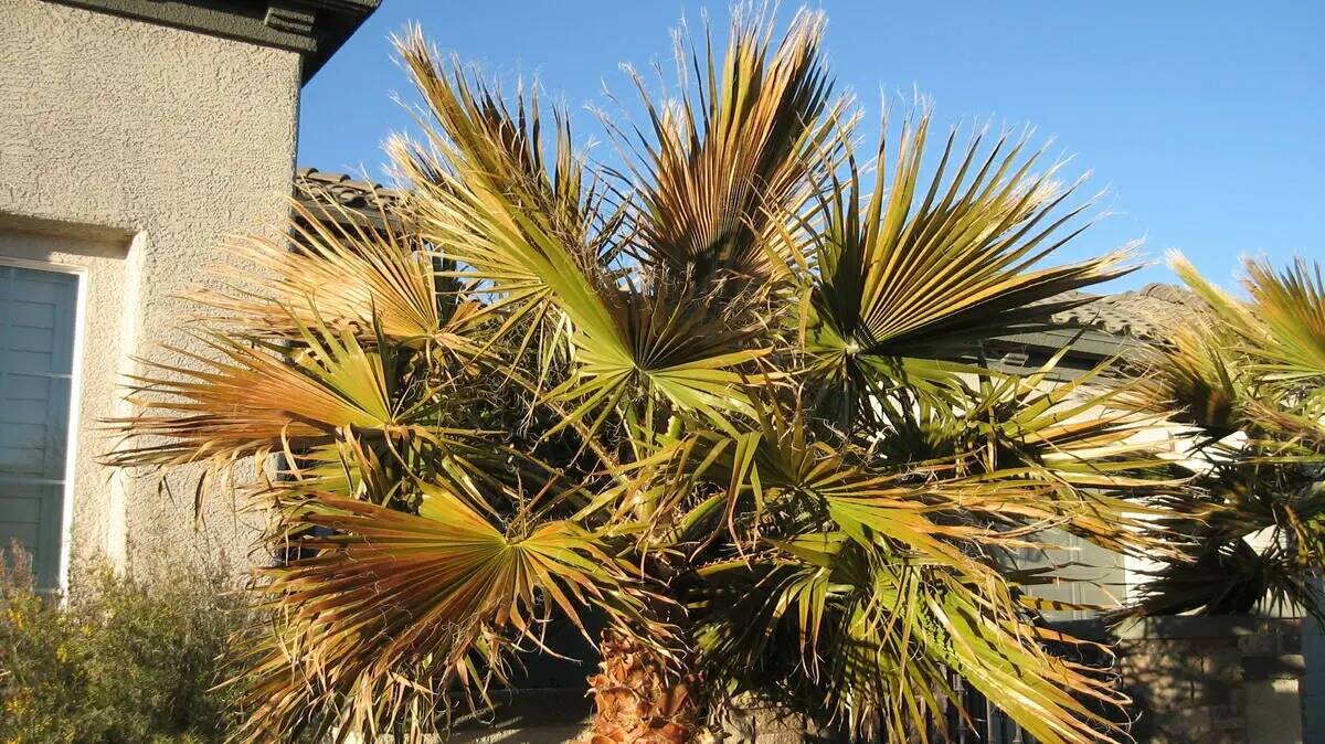 Estas hojas de palmera de color bronce muestran los daños causados por el frío. (Bob Morris)