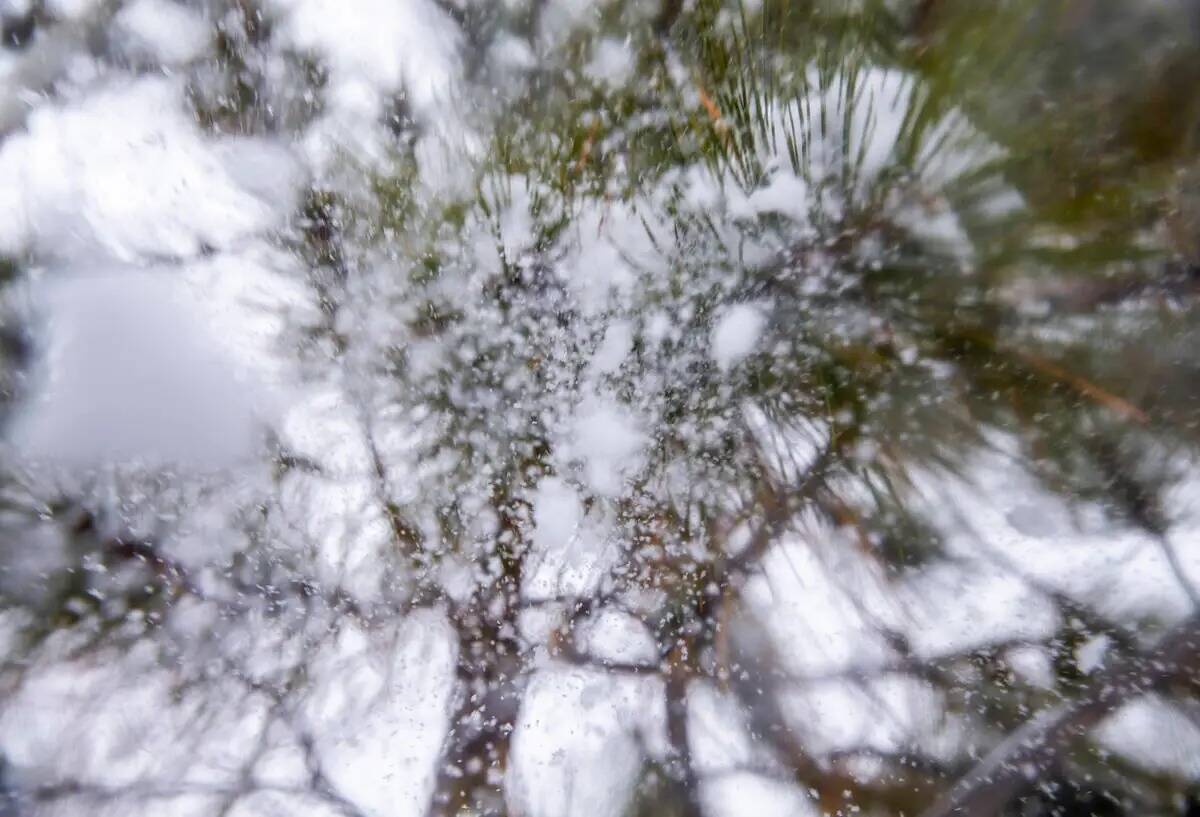 Nieve que cae se desprende de la rama de un árbol en Lee Canyon el martes 29 de marzo de 2022, ...