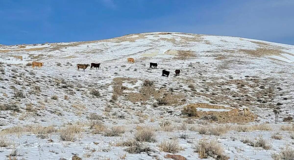 Esta foto proporcionada por el Centro para la Diversidad Biológica muestra siete vacas vistas ...