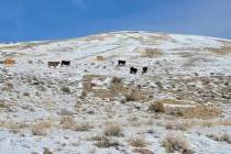 Esta foto proporcionada por el Centro para la Diversidad Biológica muestra siete vacas vistas ...