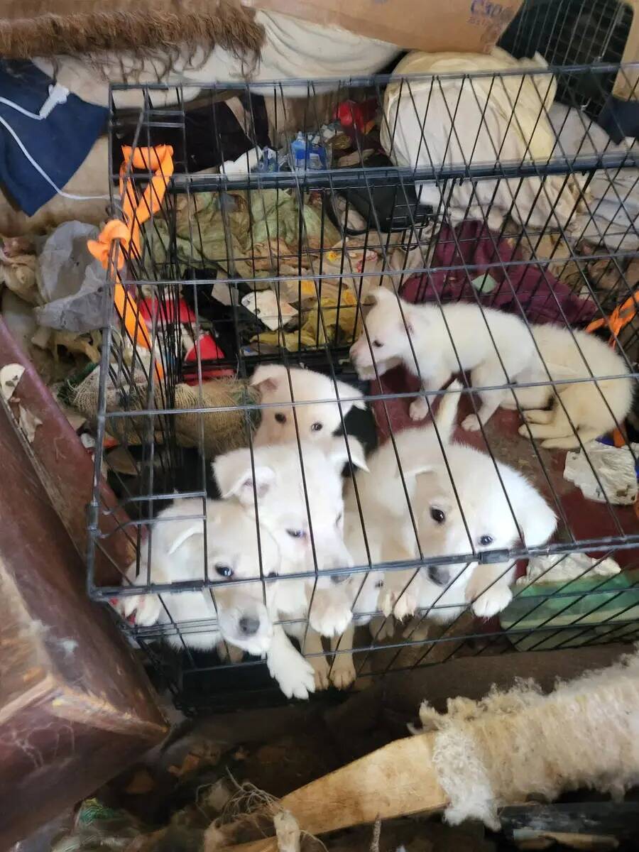 Cachorros en jaulas en una residencia de la cuadra 15000 de N. Garnet Drive en Dolan Springs, A ...
