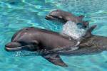 Duchess, el último delfín original del hábitat de Mirage, muere a los 48 años