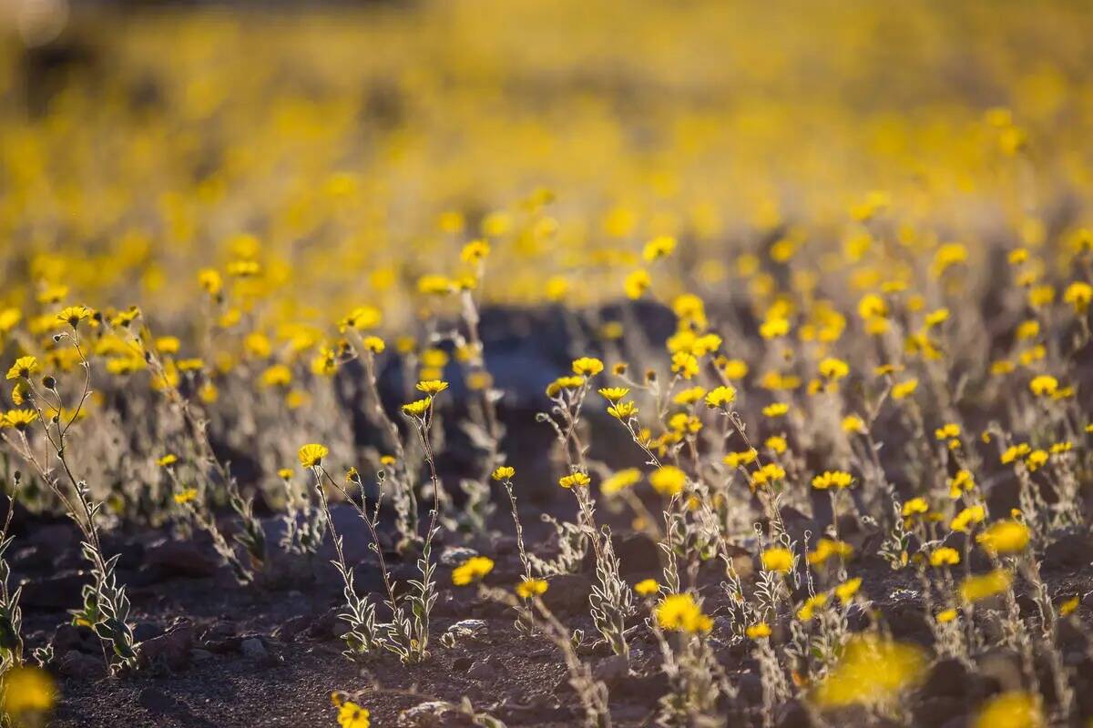 Flores silvestres a lo largo de Badwater Road en Death Valley National Park, California, el sá ...