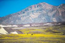 Flores silvestres a lo largo de la Ruta Estatal 190 de California en el Death Valley National P ...
