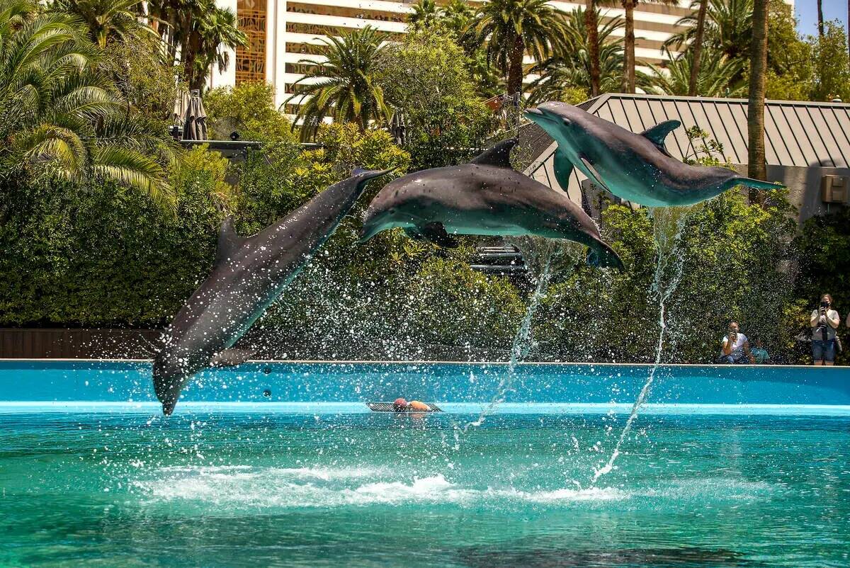 Los delfines saltan por los aires en Siegfried & Roy's Secret Garden and Dolphin Habitat dentro ...