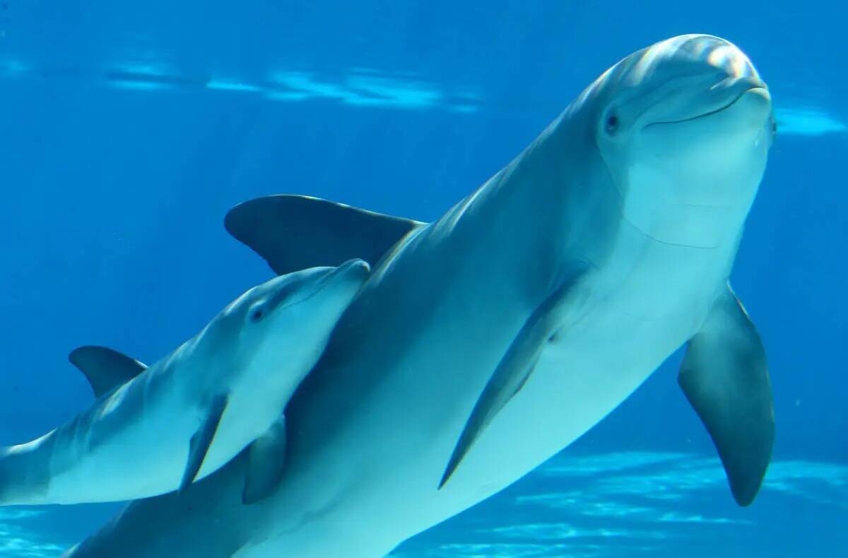 Un bebé delfín nada con su madre Bella en Siegfried & Roy's Secret Garden and Dolphin Habitat ...