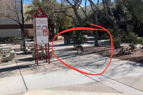 Un coyote fue visto cerca de la Facultad de Derecho William S. Boyd de la UNLV el lunes 27 de f ...