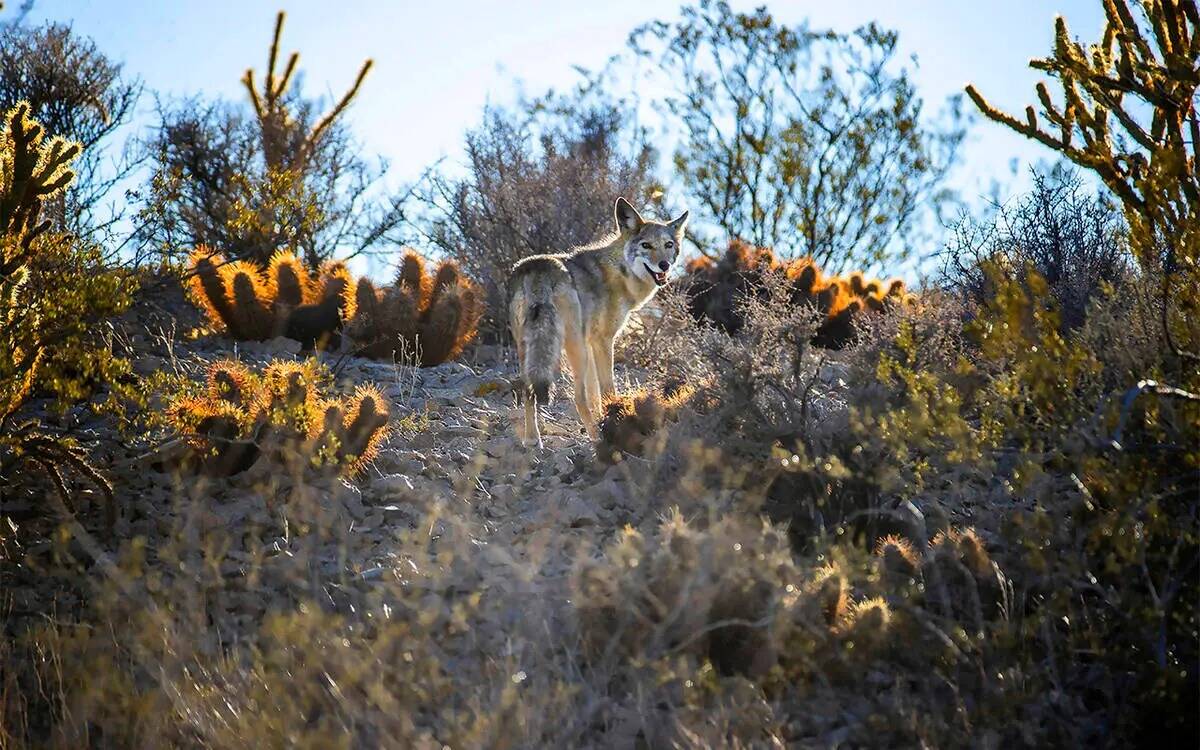 Un coyote se abre paso entre los cactus y otras plantas del suelo dentro del sitio propuesto pa ...