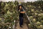 Los cultivadores de marihuana de Nevada dicen que están sintiendo la presión fiscal