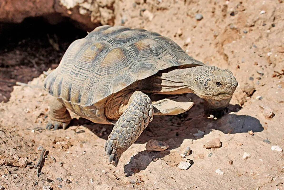 El nuevo Mojave Max en su casa de Springs Preserve en 2017. (Springs Preserve)