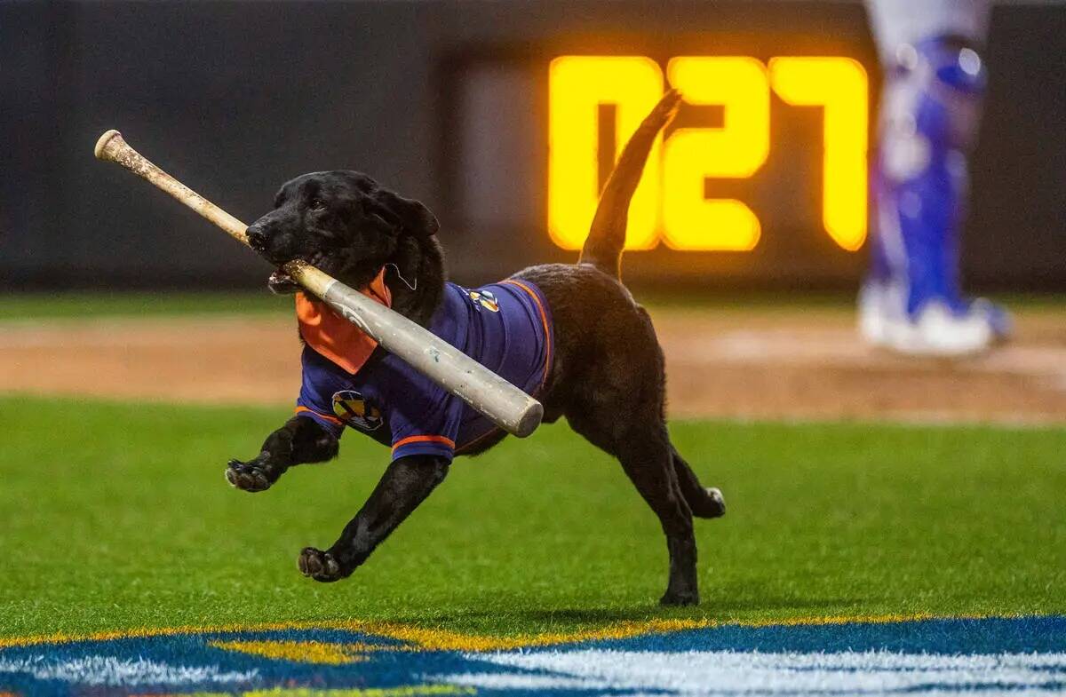 Finn, el perro bateador, batea para los Aviators contra los Dodgers durante la segunda entrada ...