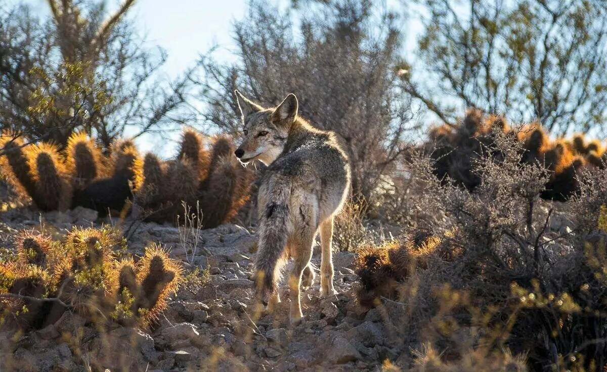 Un coyote se confunde con el paisaje desértico. (L.E. Baskow/Las Vegas Review-Journal)