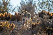 Un coyote se confunde con el paisaje desértico. (L.E. Baskow/Las Vegas Review-Journal)