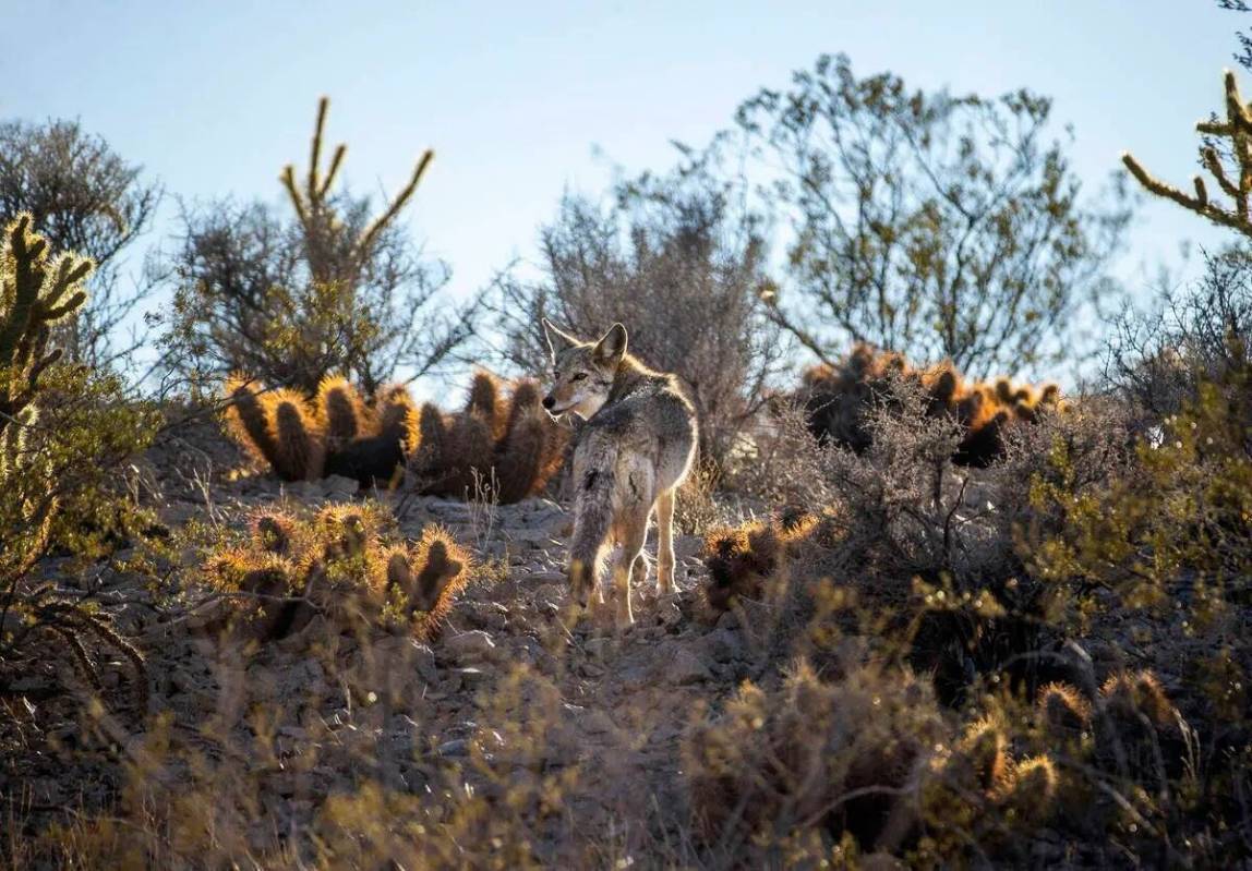 Un coyote se confunde con el paisaje desértico. (L.E. Baskow/Las Vegas Review-Journal)