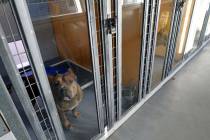 Draghost, un pitbull, que puede ser acogido o adoptado, muestra su cara desde una jaula, el vie ...