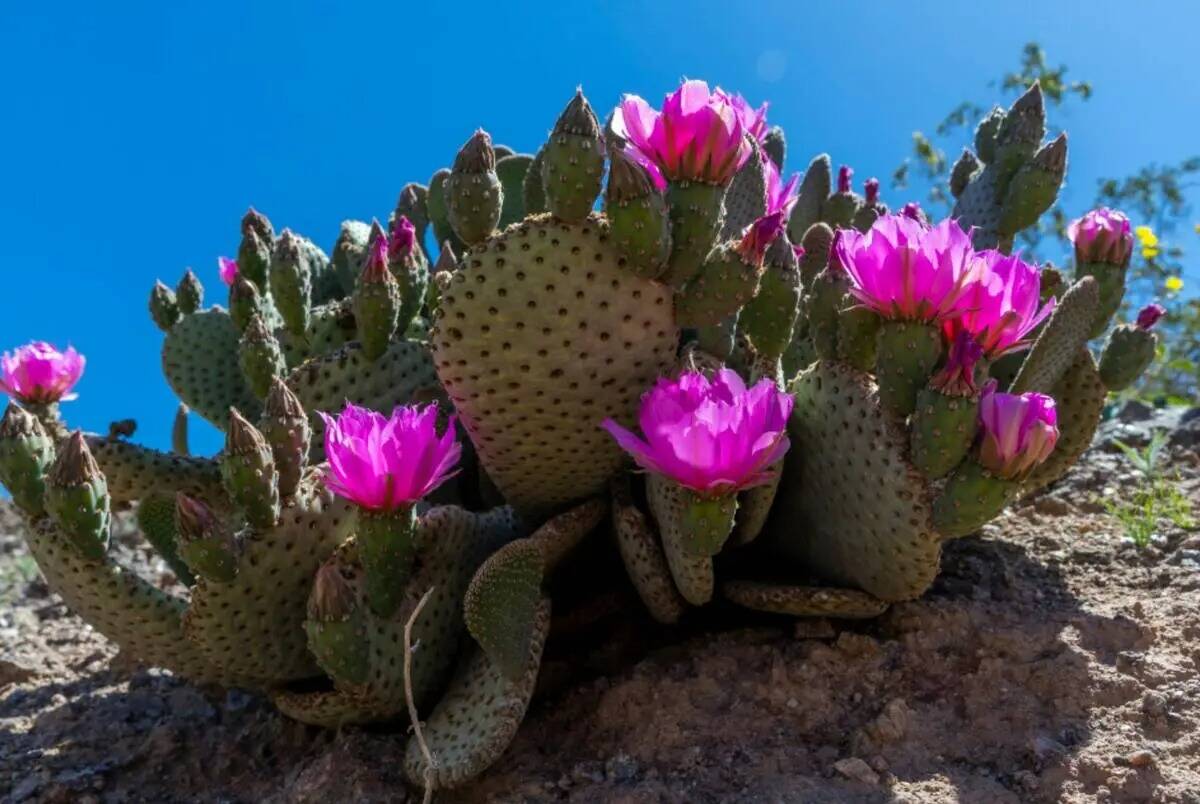 Un cactus florece en Katherine's Landing, cerca del lago Mohave, en Arizona, el lunes 10 de abr ...