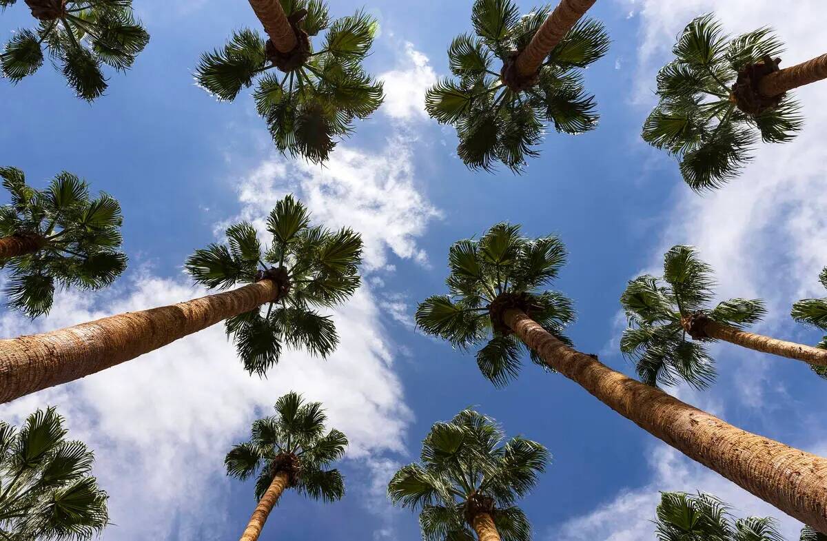 Se pronostican vientos suaves y una máxima de 76°F para el centro del valle de Las Vegas el v ...