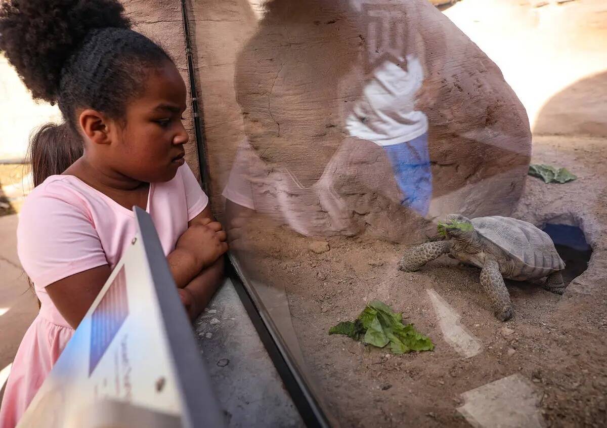 Amelia Kusasira, de cinco años, observa a una tortuga del desierto comer lechuga en una exhibi ...