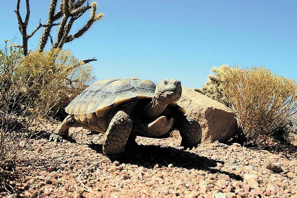 Mojave Max en Springs Preserve. (Las Vegas Review-Journal)