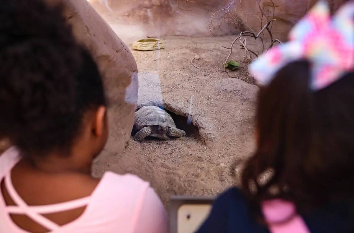 Amelia Kusasira, cinco años, izquierda, y Raven Johnson, cinco años, derecha, observan a una ...