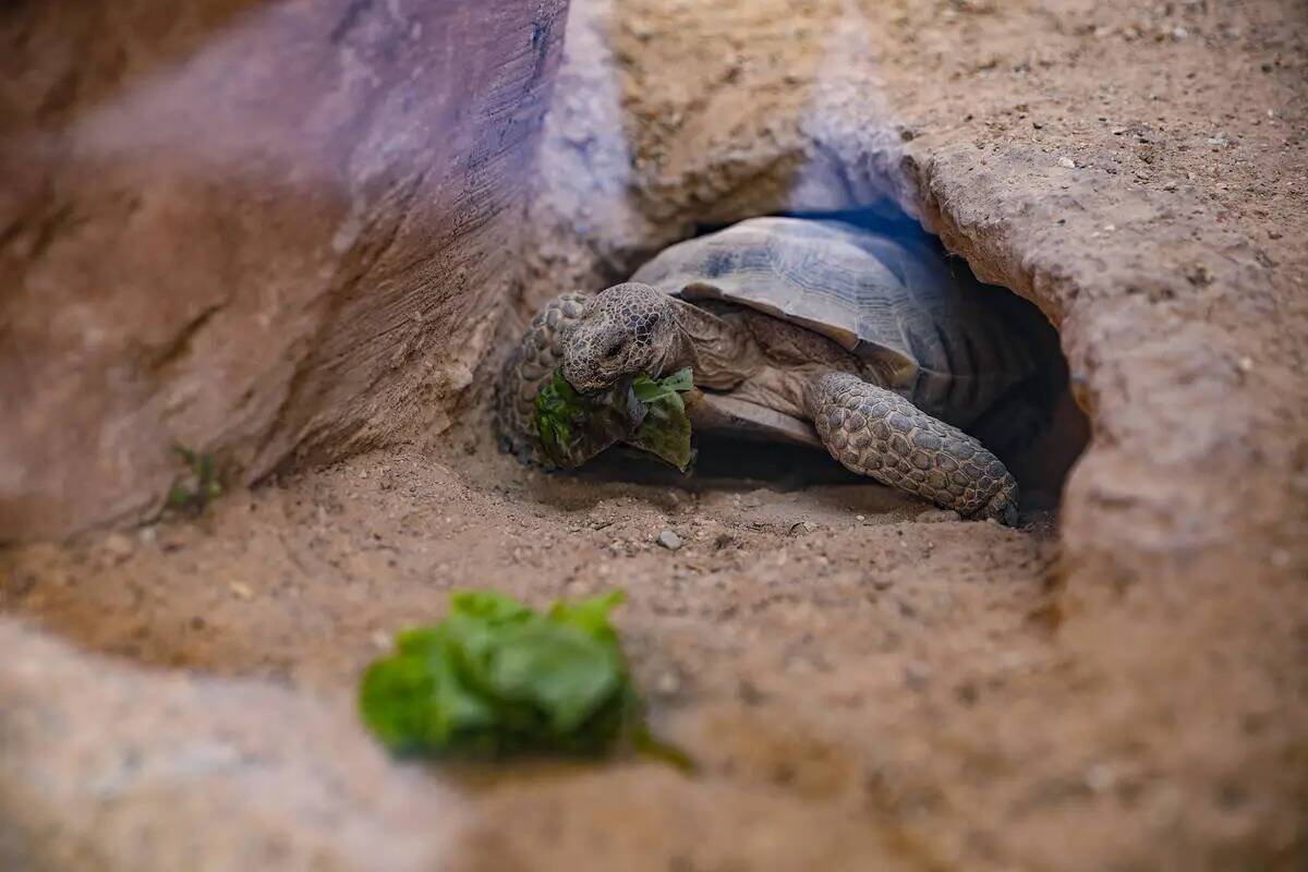 Una tortuga del desierto come lechuga en una exhibición en Springs Preserve en Las Vegas, el l ...