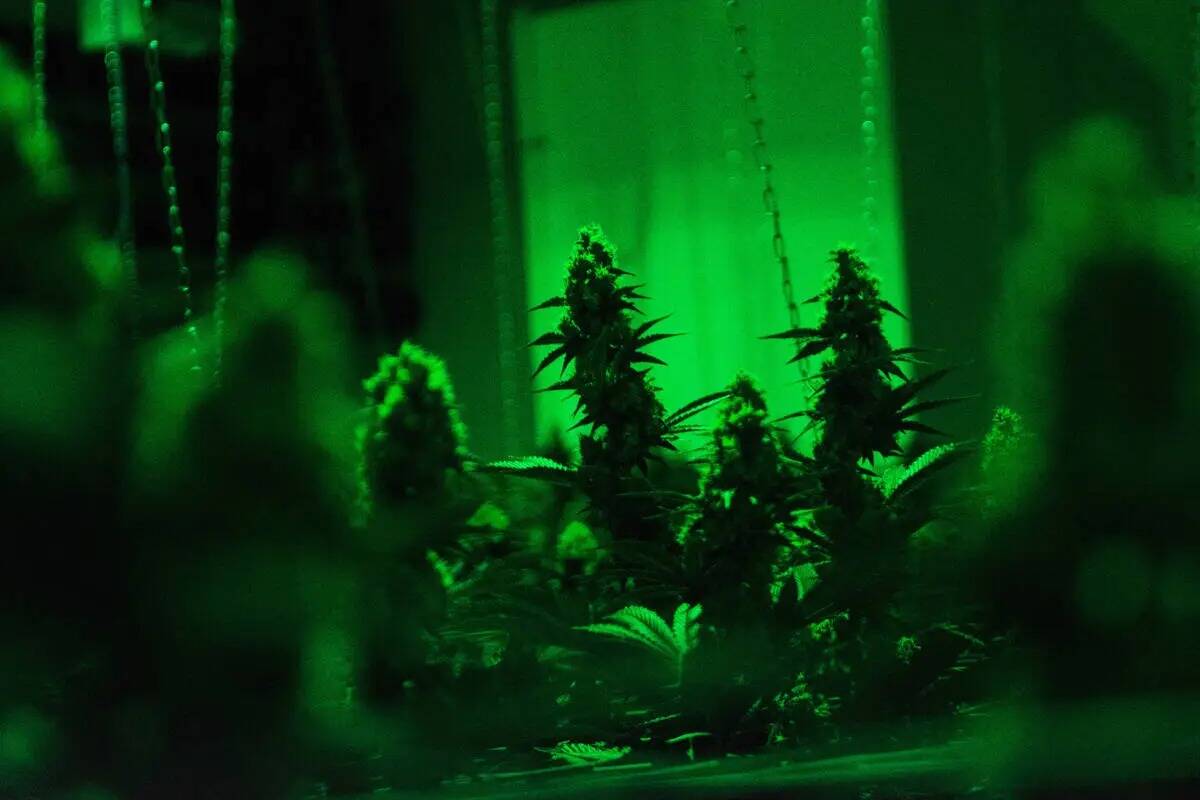 ARCHIVO - Cannabis en flor de seis semanas de edad en el interior de las instalaciones de culti ...
