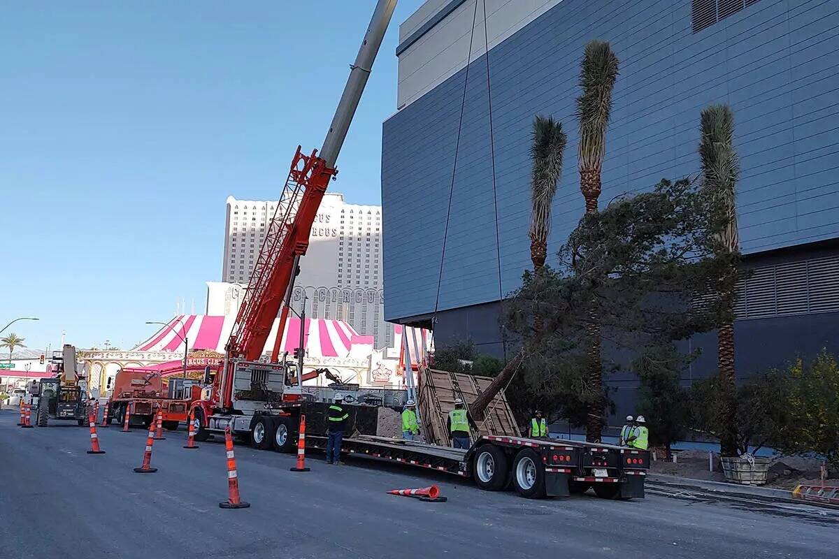 Colocación de árboles en el exterior de Fontainebleau Las Vegas, en el Strip, el martes 2 de ...