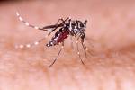 Zumbidos: La temporada de mosquitos podría ser anticipada y activa