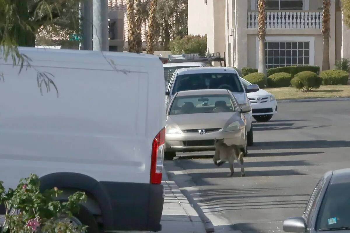 Un puma corre por la calle residencial de West Ivory Beach Drive en Las Vegas tras saltar el mu ...