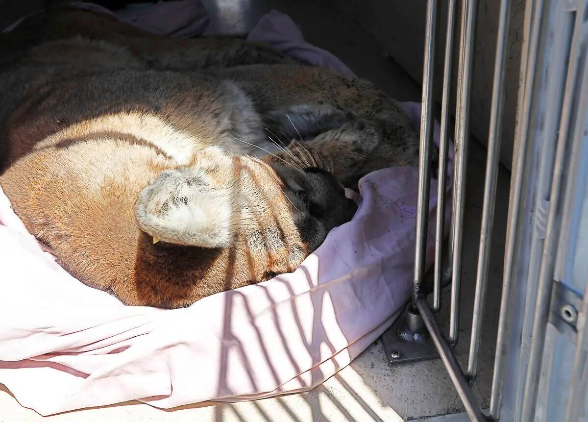 Un puma yace en una van tras ser tranquilizado y capturado en los alrededores de Sweet Dreams C ...