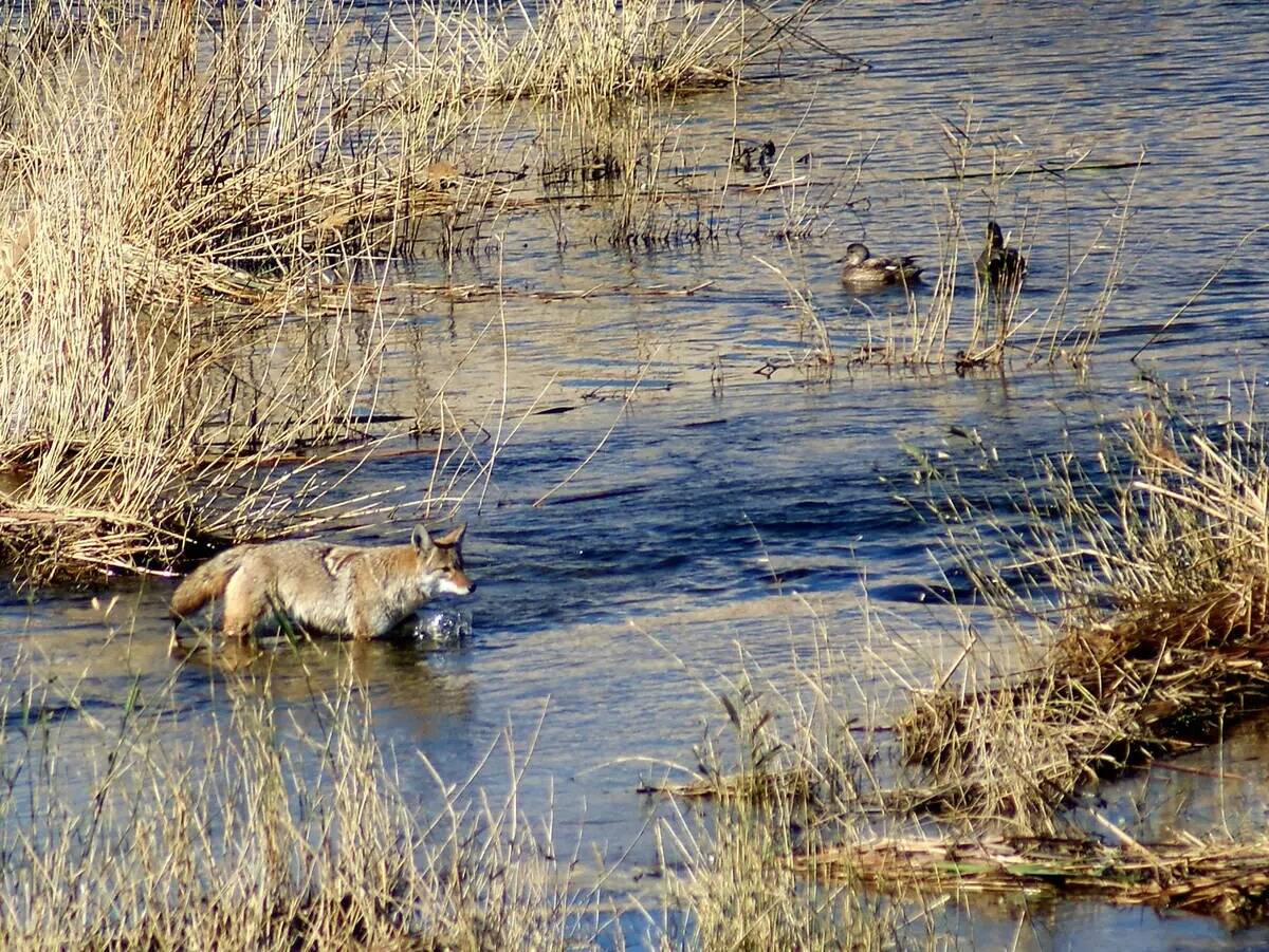 Un coyote caza en Las Vegas Wash, un río urbano que atraviesa el Wetlands Park del Condado Cla ...