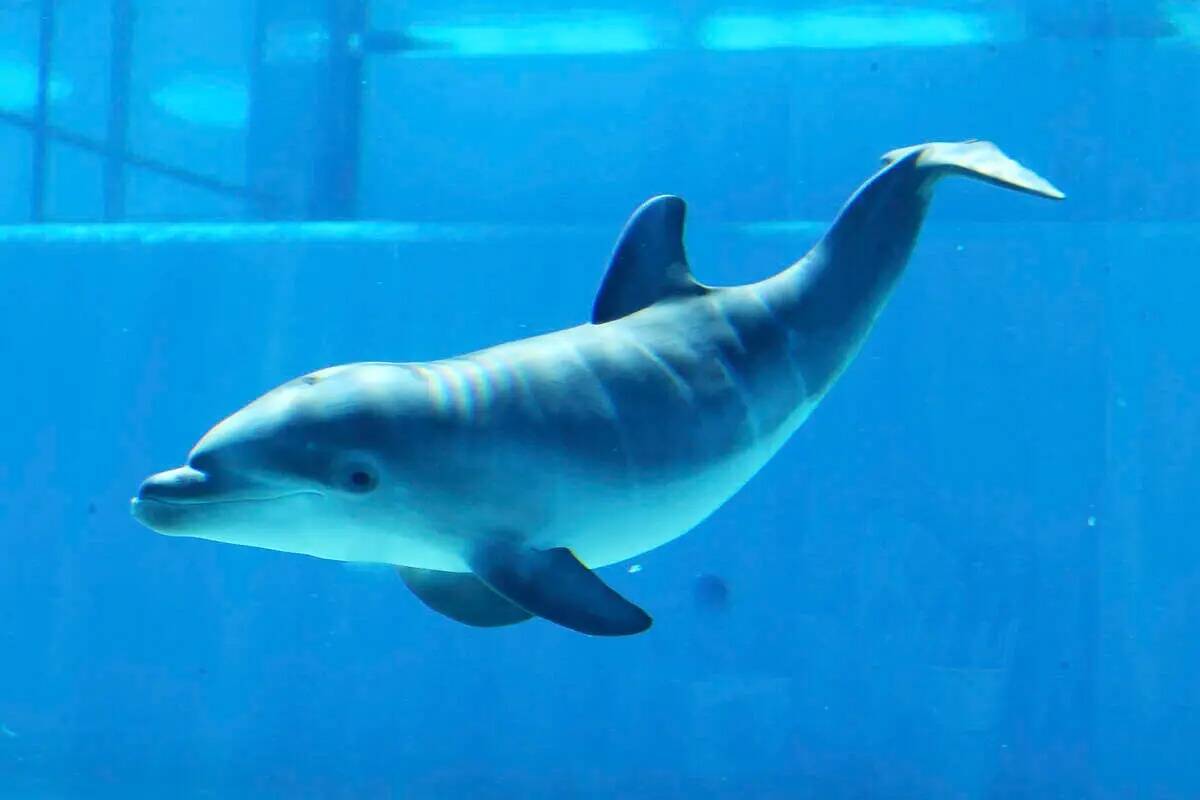 Un delfín bebé en Siegfried & Roy's Secret Garden and Dolphin Habitat en The Mirage en Las Ve ...