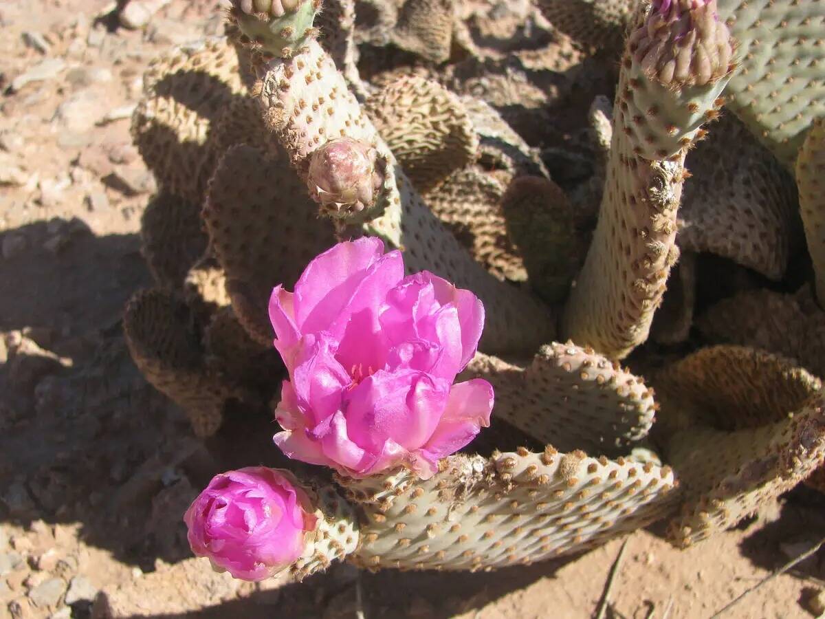 Un cactus espinoso florece cerca de Rainbow Gardens, al este de Frenchman Mountain. (Las Vegas ...