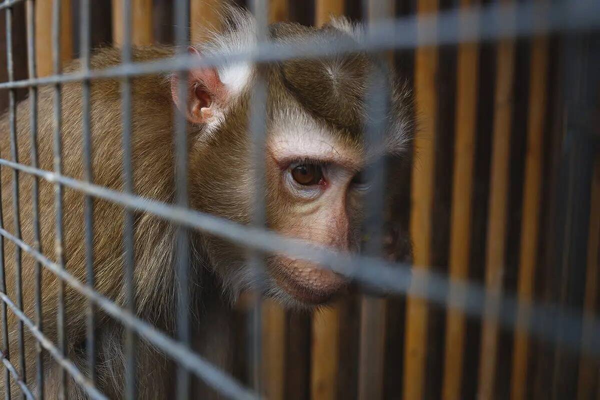 Estados Unidos: Murió Vern, el mono que resultó herido al proteger a su  hijo durante un robo, fotos, Facebook, zoológico, policía, primates, animales, veterinario, rddr, Mundo