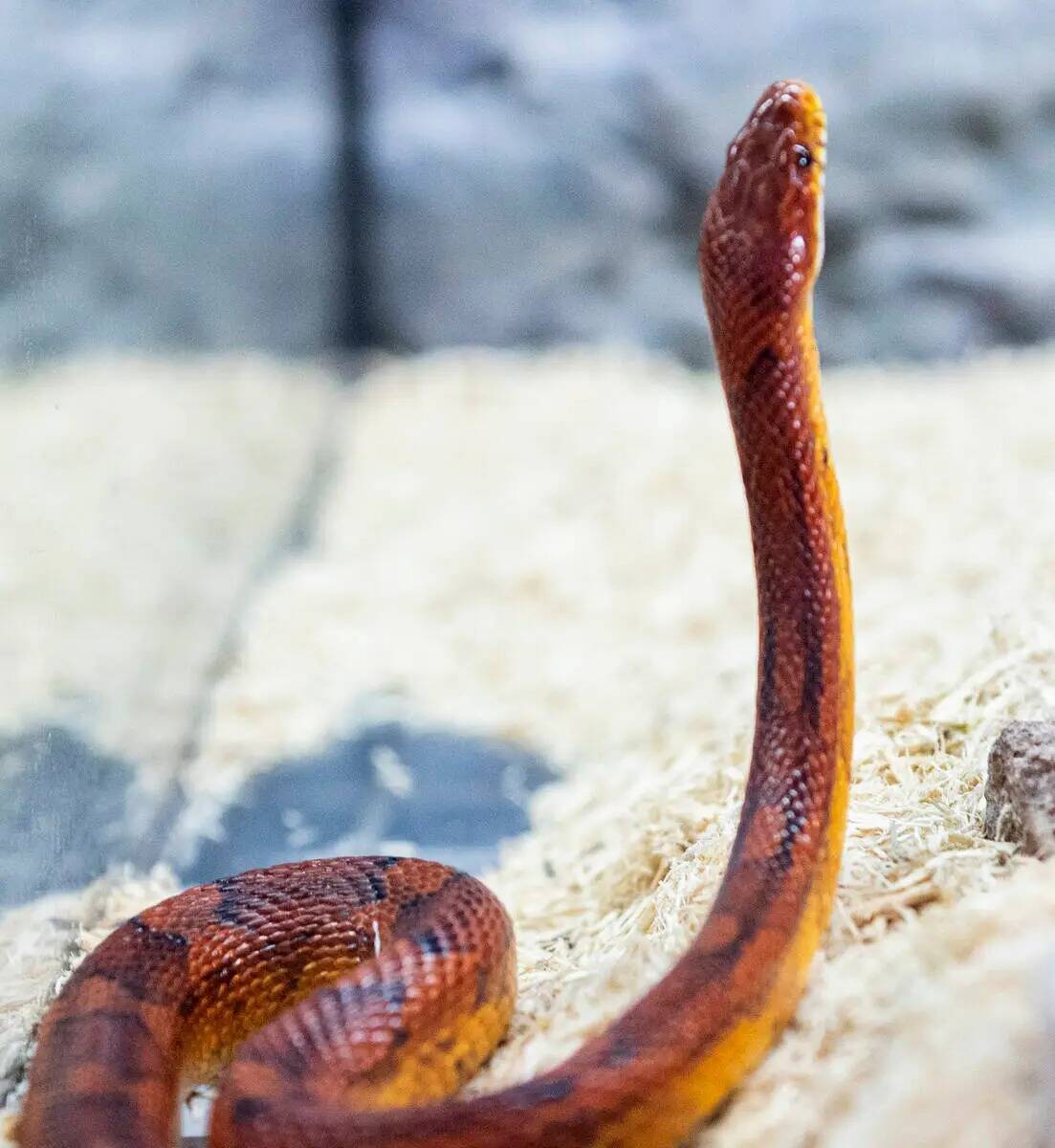 Serpiente de maíz se muestra en Wild Things, la tienda de animales exóticos, el lunes 19 de j ...