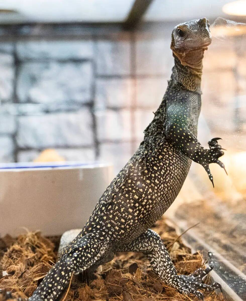 El lagarto monitor melocotón se muestra en Wild Things, la tienda de animales exóticos, el lu ...