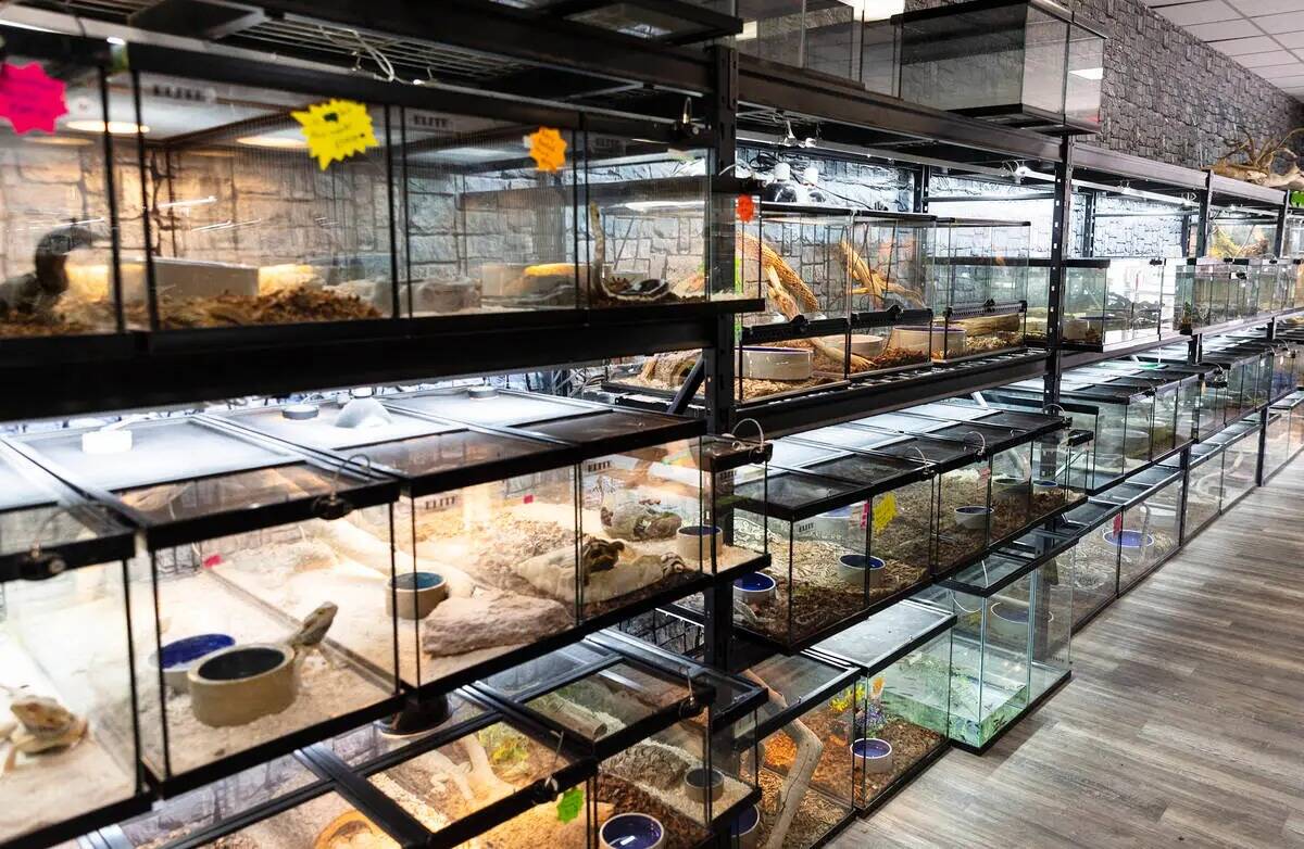 Reptiles se muestran en Wild Things, la tienda de animales exóticos, el lunes 19 de junio de 2 ...