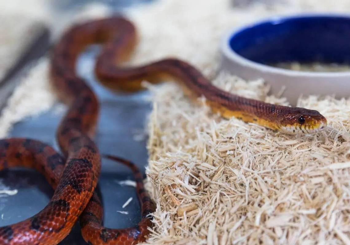 Serpiente de maíz se muestra en Wild Things, la tienda de animales exóticos, el lunes 19 de j ...