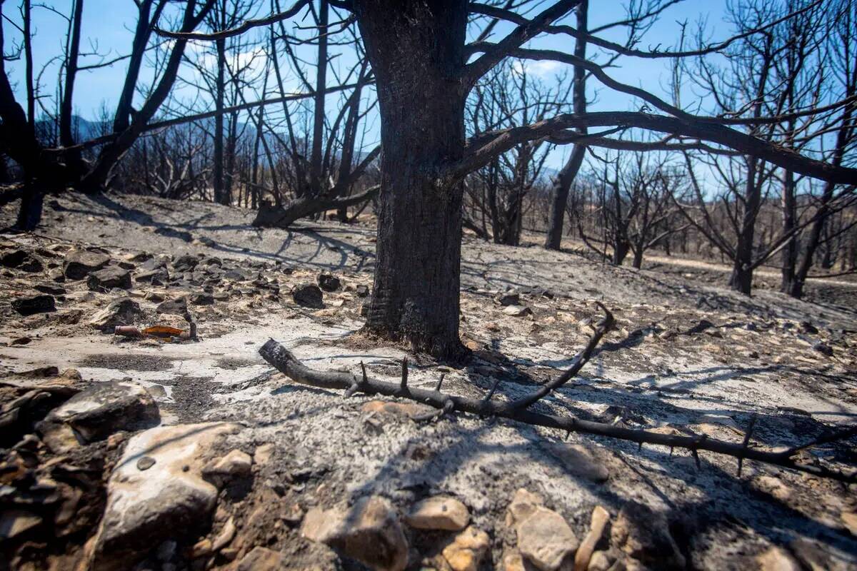 El área quemada de Harris Springs a una milla al sur de Kyle Canyon Road se ve el jueves 18 de ...