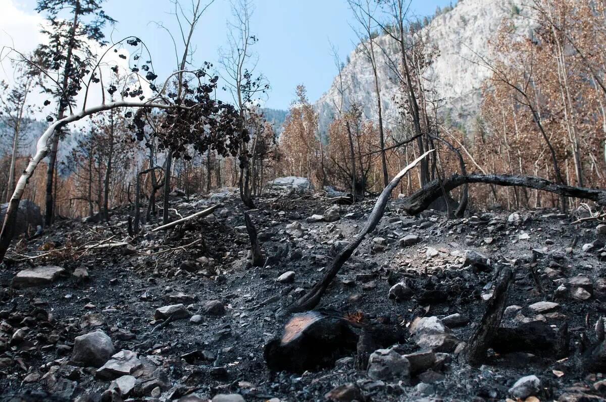 Se muestran los daños del fuego en el suelo y los árboles del incendio Carpenter 1 en Cathedr ...