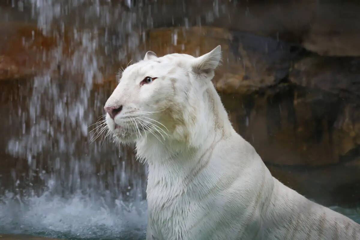 Indira, la tigresa de bengala blanca como la nieve, en el Siegfried & Roy's Secret Garden and D ...