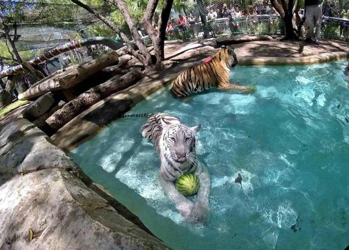 Los cachorros de tigre Maharani e Hirah celebraron su primer cumpleaños en Siegfried & Roy's S ...