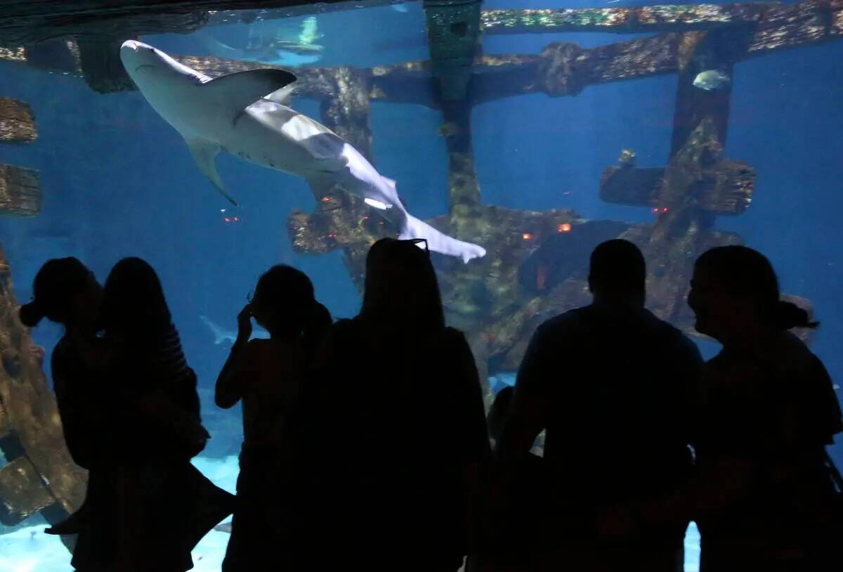 Visitantes revisan el acuario en Shark Reef en Mandalay Bay en Las Vegas el lunes 22 de julio d ...