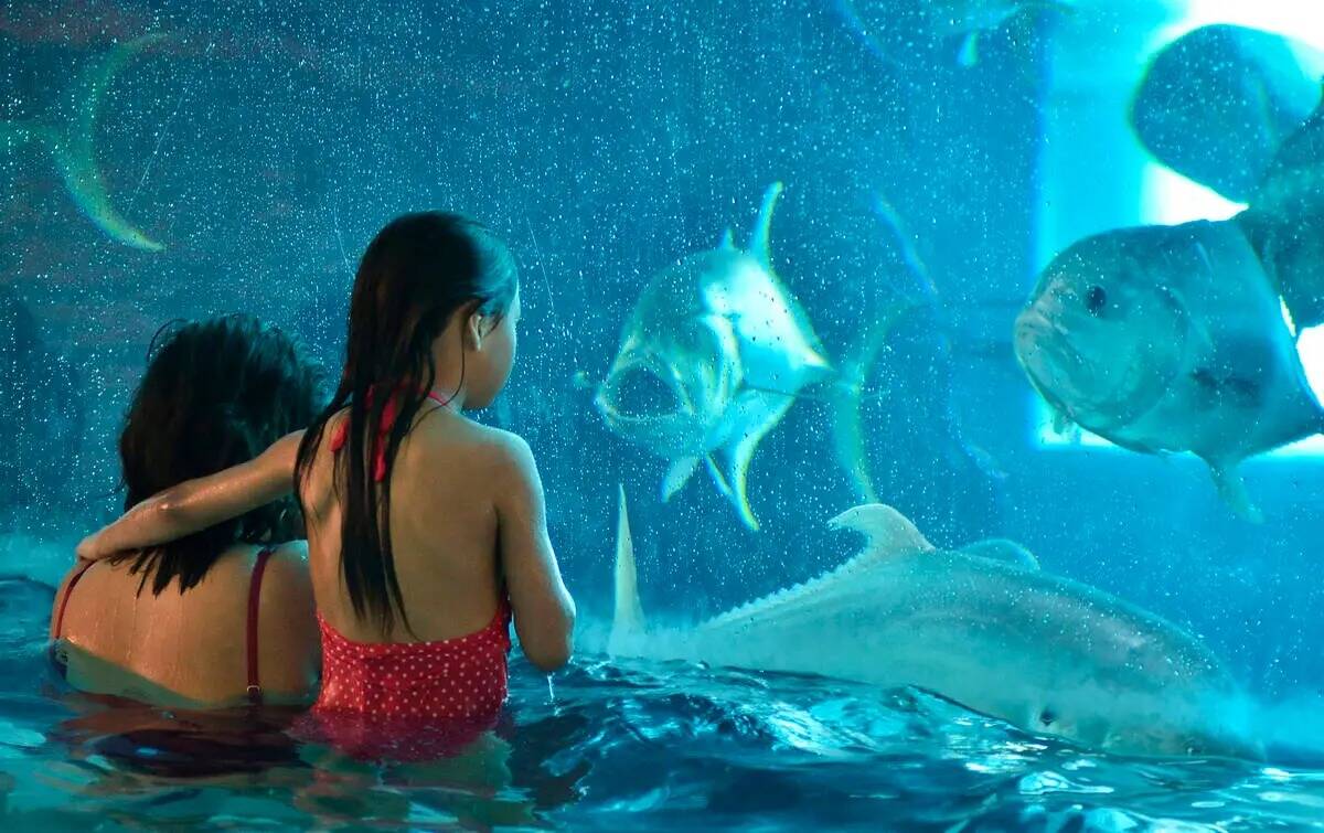 Los visitantes echan un vistazo a los peces en The Tank, un tanque de tiburones de 200 mil galo ...